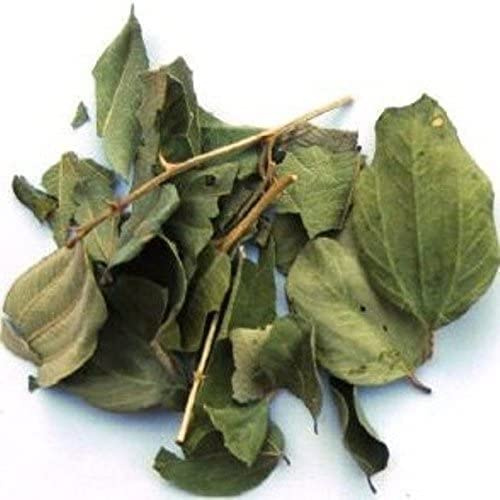 Feuilles de JUJUBIER : feuille de SIDR NATURELLES (feuille de jujubier roqya) du Maroc - Feuille de sidr séchée 100 GR dans une boîte refermable. MAROC