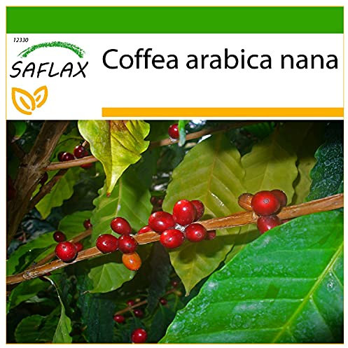 SAFLAX - Pianta di caffè - 8 semi - Con substrato - Coffea arabica nana