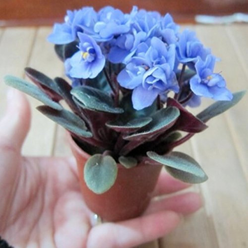 Hermosa planta de los bonsais de la flor de la semilla, africano Semillas Mini Blue Sky Violet - 100 semillas / lot