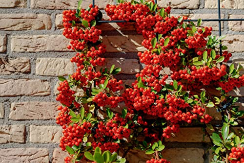 Piracanta rossa Pyracantha coccinea Agazzino pianta da siepe sempreverde in vaso ø16 cm h. 120/150 cm con canna Vivaio di Castelletto