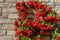 Piracanta rossa Pyracantha coccinea Agazzino pianta da siepe sempreverde in vaso ø16 cm h. 120/150 cm con canna Vivaio di Castelletto