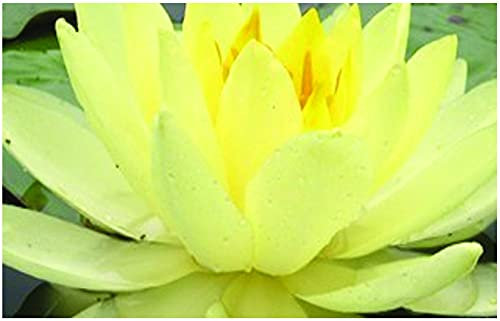 Lincolnshire Pond Plants Ltd - Yellow Sensation Water Lily - Live Water Plant Aquatic Pond Lake Marginal - Loose