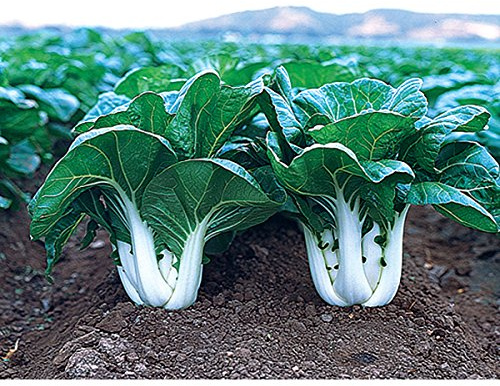 Joi Choi F1 Hybrid Pak Choi Chinese Cabbage Seeds (100 Seeds)