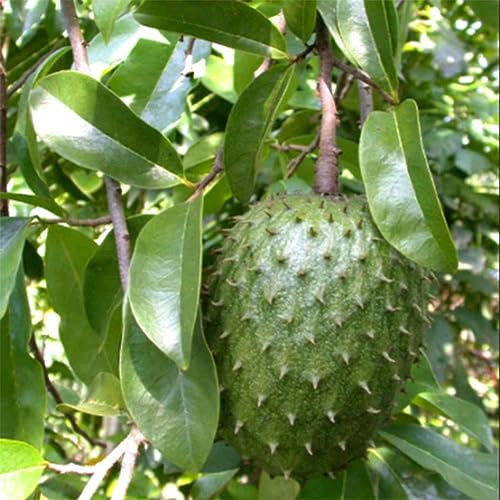 PERZOE 20 piezas de frutas tropicales de guanábana, semillas de natillas Graviola Annona Muricata