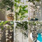 Planta de jazmín resistente - semillas - Plantas raras - camas elevadas para jardín flores de balcón planta jazmín real plantas en macetas resistentes maceta balcón interior semillas 120pcs