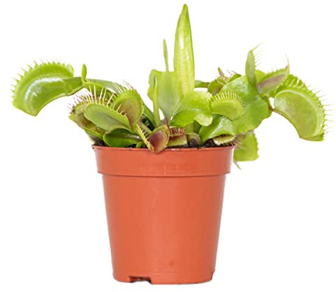 Bloomique - Dionaea Muscipula - Venere - Pianta carnivora - Piante da appartamento - Altezza 5-10 cm - Vaso 6 cm