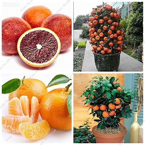 Seeds germination of seeds: mixed: 10 seeds pcs orange fruit seed miniatures bonsai plant