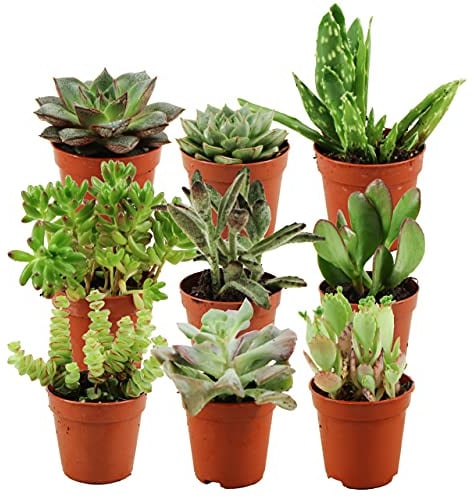 ZynesFlora Succulentes Naturelles en pot de fleurs Ø 5.5 cm - Lot de 9 - Hauteur: 5-10 cm - Mélange de Succulentes Petite Variétés Diverses Plantes Grasses d'Intérieur