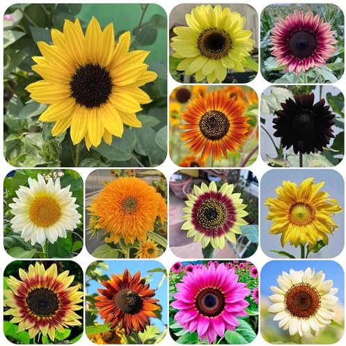 semillas de girasol perennes resistentes, Helianthus annuus, Plantas de floración temprana, plantas de exterior semillas de girasol Plantas de interior para balcón o invernadero 1000pcs