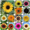 semillas de girasol perennes resistentes, Helianthus annuus, Plantas de floración temprana, plantas de exterior semillas de girasol Plantas de interior para balcón o invernadero 1000pcs