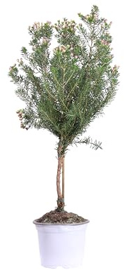 eGarden.store - Alberello vero di Wax Flower o Chamelaucium Uncinatum | Altezza: 50 cm - Diametro vaso: 17 cm | Pianta da fiore bianco ornamentale da coltivare all'esterno in piena terra o vaso