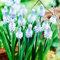 COOTO Garden Traubenhyazinthe 10x Muscari zwiebeln Frühlingsblumen Traubenhyazinthe zwiebeln Blumenzwiebel Azureum