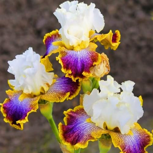 Iris Bulbs-Iris Bulbs for Planting Now UK,Hardy Perennial,Wedding Flowers,Plant Bulbs,Garden Flowers-4bulbs-c