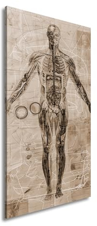 Leinwandbild Anatomie auf Pergament – Kunst trifft Wissenschaft. Panorama 80x40cm Effekt: Sepia XXL Kunstdruck Bild auf Keilrahmen/Wandbild/Wohnzimmer Dekoration