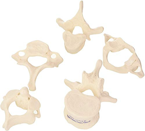 3B Scientific 5 Wirbel und kostenlose Anatomie-Software – 3B Smart Anatomy, A75/1