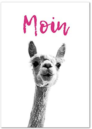 Bild, Deko, Poster, Kunstdruck, Alpaka, Lama, Guten Morgen, Spruch Moin! Geschenkidee, ungerahmt!