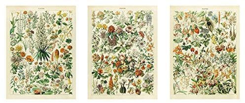 Meishe Art Vintage Poster Print Floral Flowers Botanical Collections Educational Identification Reference Chart Home Wall Decor (3pcs/Set 37cm x 50cm)