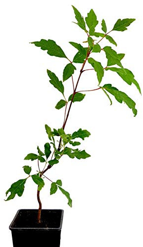 Seedeo® Zimtahorn Pflanze ca. 15cm - 20 cm hoch