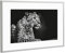 artboxONE Poster mit Rahmen Silber 60x40 cm Entspannter Leopard von Uwe Merkel - gerahmtes Poster