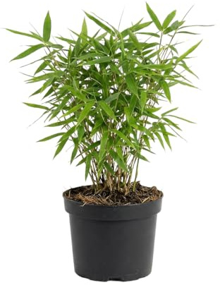 Bloomique - Fargesia Rufa - Bambuspflanze - Nicht ausbreitend - Winterhart - Immergrün - Gartenpflanze - Höhe 20-40 cm - Topfgröße: 14 cm