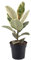 Ficus Tineke innen Gummipflanue für Zuhause oder das Büro (30-40cm mit Topf)