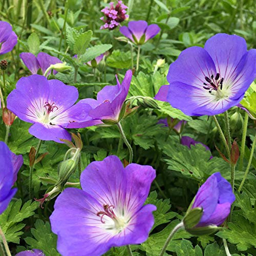 Géranium Rozanne Plantes Vivaces à Floraison en Pot, Idéales pour le Jardin.