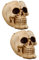 BESPORTBLE 2st Schädeltopf Blumentopf Mit Menschlichem Schädelkopf Halloween-servierschüssel Skelett Blumentopf Schädel-Statue-skulptur Zuckerschüssel Skelett-dekor Kaktus-pflanzgefäße Harz