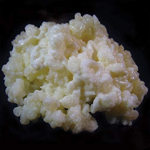 1 TBSP Milk Kefir Grains and eBook Milk Kefir Unleashed by Thomas Egbert - Fresh Live Active Probiotic Starter Cultures - Fusion Teas