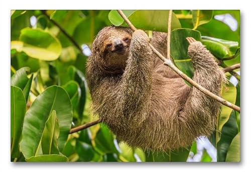 CALVENDO Leinwand · Dreifinger-Faultier | Tortuguero National Park, Costa Rica · 90 × 60 cm quer · Textil-Leinwand auf Keilrahmen · CALVENDO Leinwand