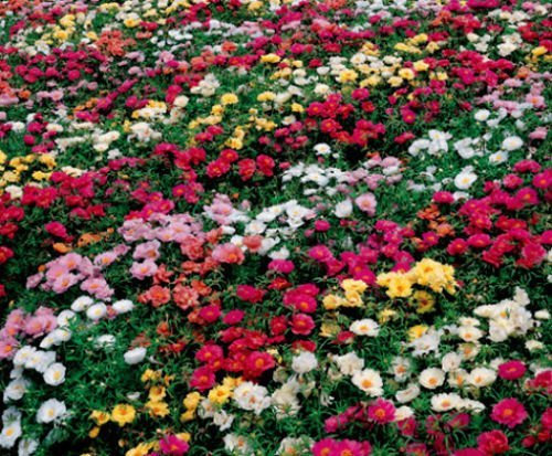 Rose Moss Seed, Misch Rose Moss Samen, Erbstück Bodendecker, niedrig wachsende 50ct
