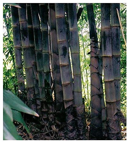 Dendrocalamus asper - bambou géant noir - 10 graines