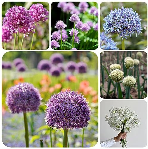 10 Pcs Allium Zwiebeln Winterhart Mehrjährig - Riesenlauch/Zierlauch - Exotische Pflanzen Winterhart Deko Wohnzimmer (Allium Giganteum) Blumenzwiebeln Frühblüher Pflanzen Züchten Winterharte