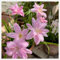 Zephyranthes Zwiebeln Regenlilie Zwiebeln Winterharte Staude mit schönen Blüten-15zwiebeln-A