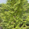 50 pz Semi di ginkgo, albero di ginkgo gli alberi acquistano regali di sostenibilità, Ginkgo biloba, piante da balcone da giardino perenni resistenti piante resistenti alla copertura