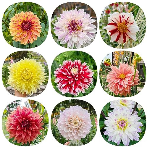 8 pz dalie tuberi resistenti, regali per gli amanti del giardino dalie Dalia bulbi da fiore resistenti perenni piante rampicanti resistenti piante in vaso, piante perenni resistenti