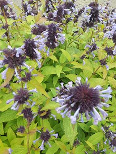 Nepeta grandiflora Blue Danube - Großblütige Katzenminze Blue Danube Verpackungseinheit 1