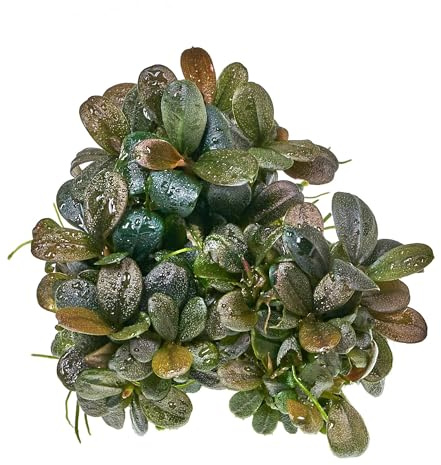 Bucephalandra sp. Brownie Jade - in vitro - im 5,5-cm-Becher | Langsam wachsender Blickfang mit dunkelgrünen, runden Blättern; eignet sich zur Begrünung von Wurzeln, Steinen und Hardscape.