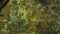 StoffBook SCHWARZ/BRAUN/GRÜN BUNDESWEHR CAMOUFLAGE STOFF BAUMWOLLE, C148
