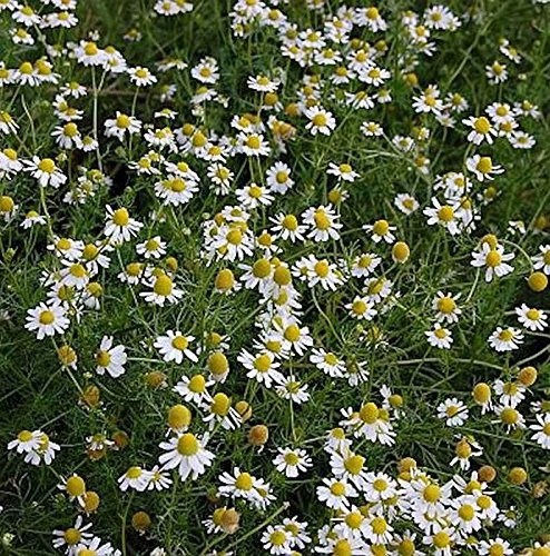 Echte Kamille - Matricaria recutita - lebende Gartenpflanze aus den Baumschulen
