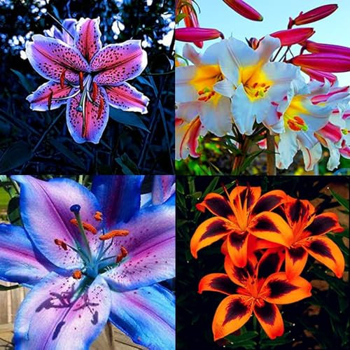 Lilium martagon zwiebeln,winterharte Blumenzwiebeln,lilien deko,lilien im topf,lilie riesen,lilie,geeignet für die Feiertage,lilien knollen,lilien zwiebeln winterhart mehrjährig.-10 zwiebeln-A