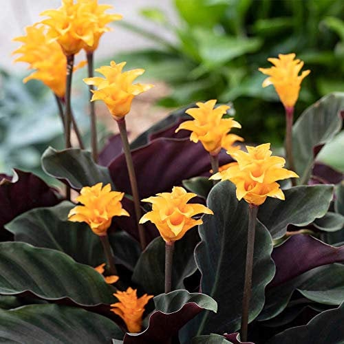 GardenersDream Calathea Crocata Plant in Pot - Live Indoor Flowering Plant - Air Purifying Eternal Flame Decorative Indoor Plants - Great Gifts for Plant Lovers (25-35 cm incl. 14 cm Pot)