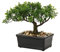 Bonsai-Baum, gefälschte Pflanzen, Keramik, Topfbaum, künstliche japanische Zeder, Bonsai-Baumdekoration für Zuhause, Schreibtisch, Büro, Badezimmer, Küche, Bauernhaus, innen/draußen (Bonsai-Baum #02)