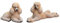 Miniatur Feengarten Deko Pudel Figuren kit, Miniaturfiguren Ornament Set für Terrasse Hof Bonsai (Beige)