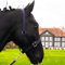 Pferdelinis Halfter für Warmblut, Vollblut, Kaltblut, Pony – Stallhalfter, Weidehalfter, 2-Fach verstellbare Dornschnallen, sicher & reißfest (Blau, Kaltblut)