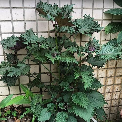 100 piezas comprar semillas de plantas shiso - jardín de hierbas cocina planta de interior,Perilla frutescens, Balcón de invernadero de jardín de hierbas de interior maceta de