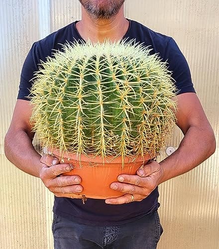 POWERS TO FLOWERS - ECHINOCACTUS GRUSONII XXL, CIOTOLA 27cm, cuscino della suocera, pianta vera