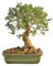 Bonsái de Olivo DECOALIVE Árbol Mediterráneo para Interior y Exterior Olea Europaea