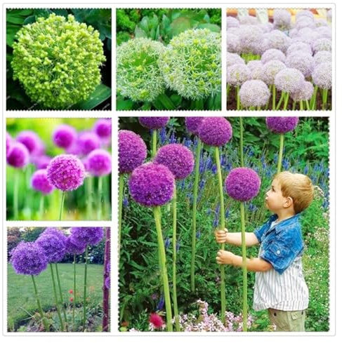 Allium Zwiebeln, Mehrjährige Blumenzwiebel, Winterhart pflanzen, Zierblumen,Allium, Zierlauch Zwiebeln Winterhart MehrjäHrig-8 Zwiebel-U