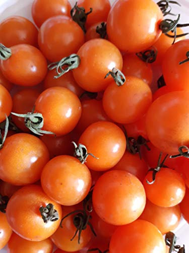 Graines tomates cerises ORANGE-SUNGOLD-NOUVELLE...