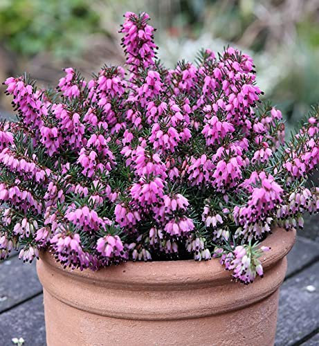 10x Winterheide Rubinette - Erica carnea - Gartenpflanze
